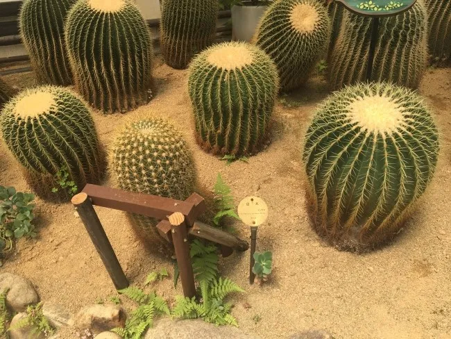 "선인장