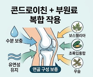 철갑상어-콘드로이친-6형-효능-리포좀-흡수-추천-제품