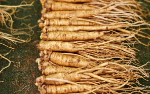 장뇌삼/출처:어도비스톡