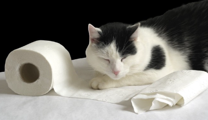 고양이와 화장실 종이.