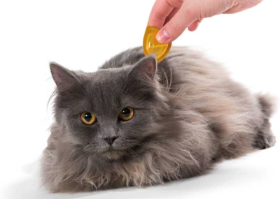 고양이에게 진드기가 기생하지 않도록 하기 위한 이미지 이미지