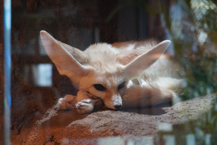 동탄 주렁주렁 동물들1