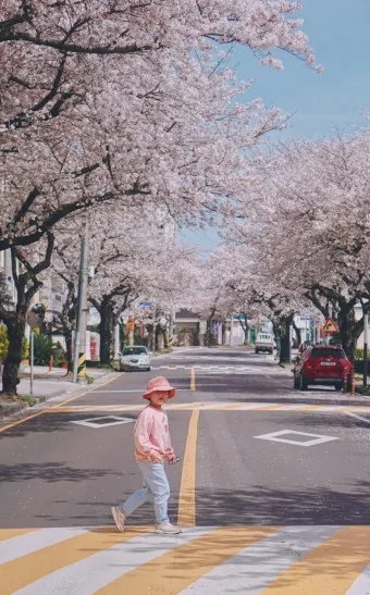 제주 벚꽃 명소 추천 아무도 모르는 명소_14