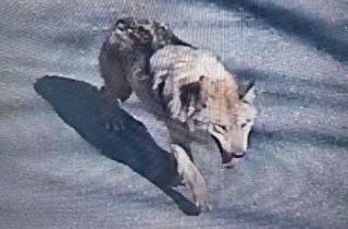 늑구 근황 | 성심당 늑구빵 | 대전 오월드 스타 늑대