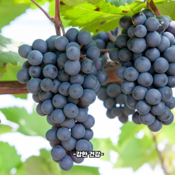 포도 효능