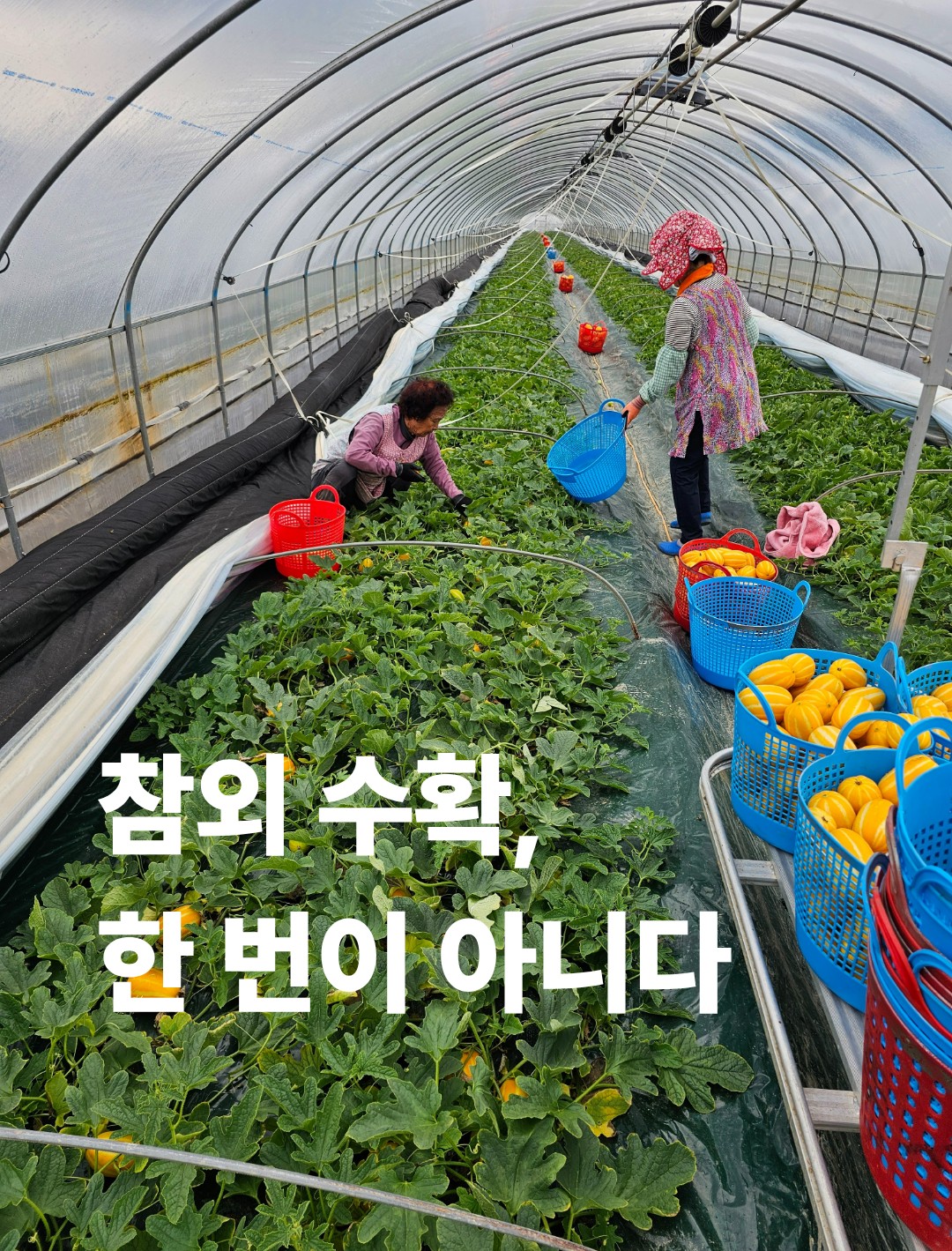 비닐하우스 안에서 참외를 수확하는 모습을 보여주는 대표 이미지
