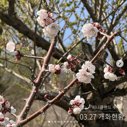 피나클랜드 튤립 수선화 봄꽃 축제 불꽃축제