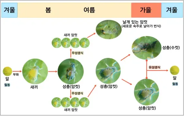 화분 진딧물 퇴치 천연살충 레몬오일 비누물 통풍환경 개선_5