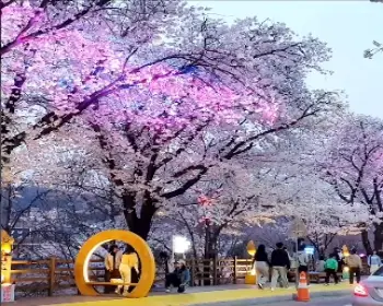 안동 벚꽃축제_5