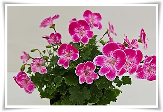 "제라늄 키우기" 365일 꽃을 피우며 향기와 아름다움과 공기 정화까지!