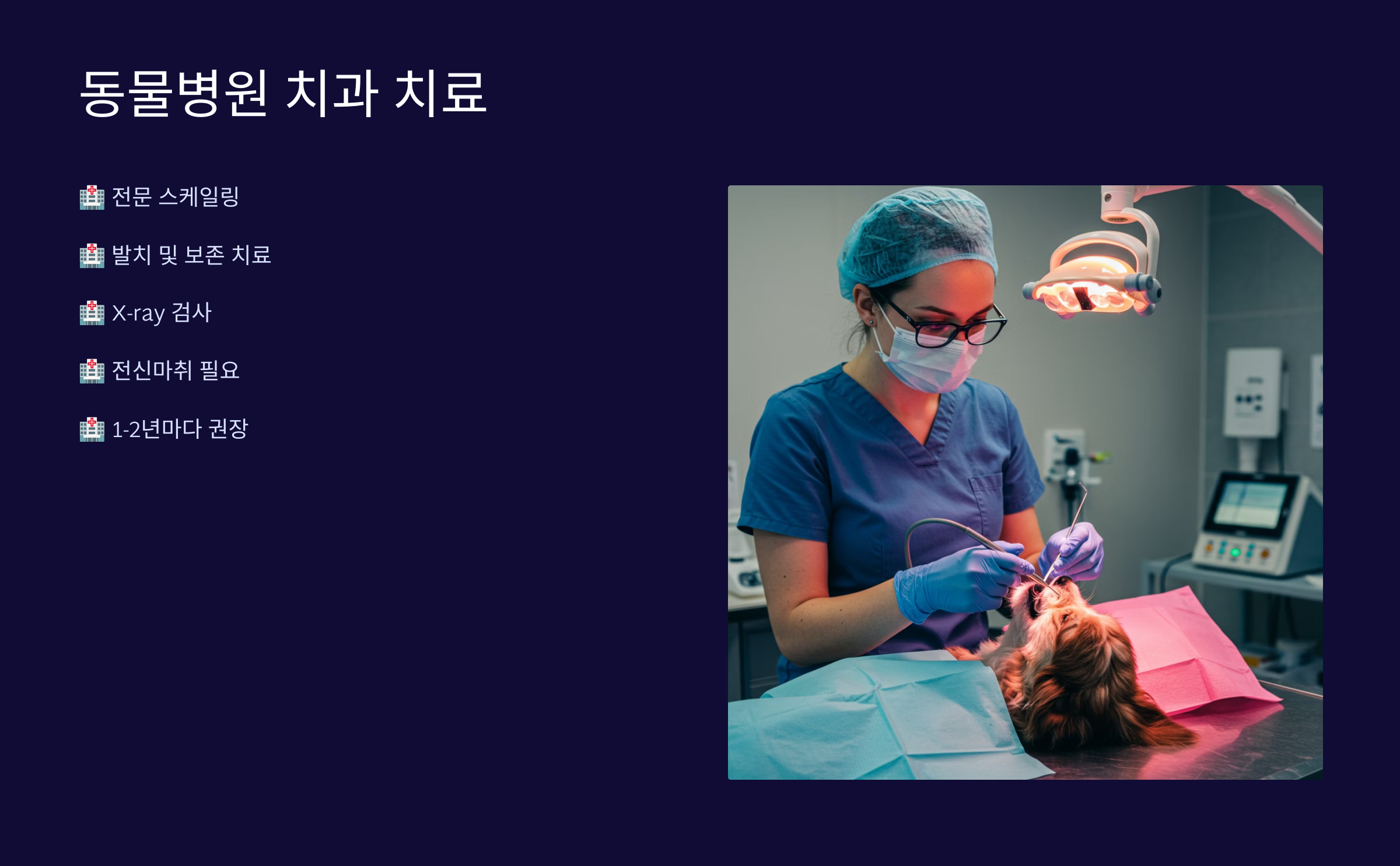 🏥 동물병원 치과 치료 과정