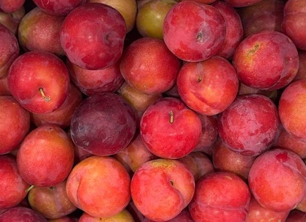 자두가 우리 몸에 좋은 이유