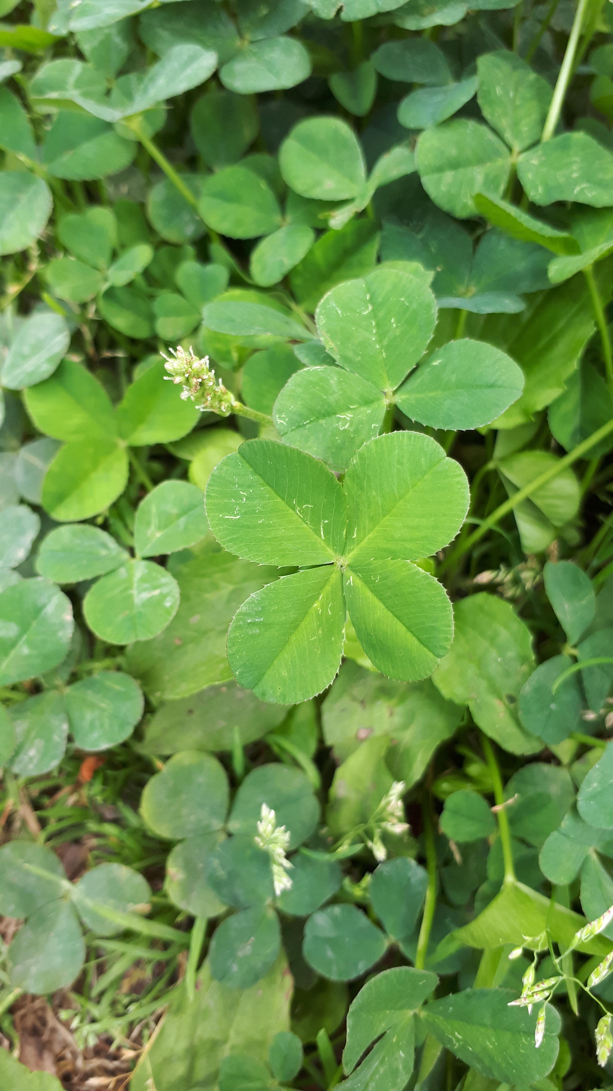 식물보호기사-산업기사-네잎클로버