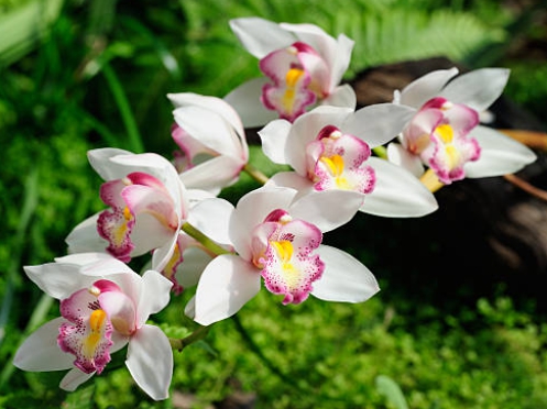 겨울 꽃 심비디움