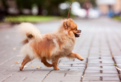 산책하는 포메라니안들.