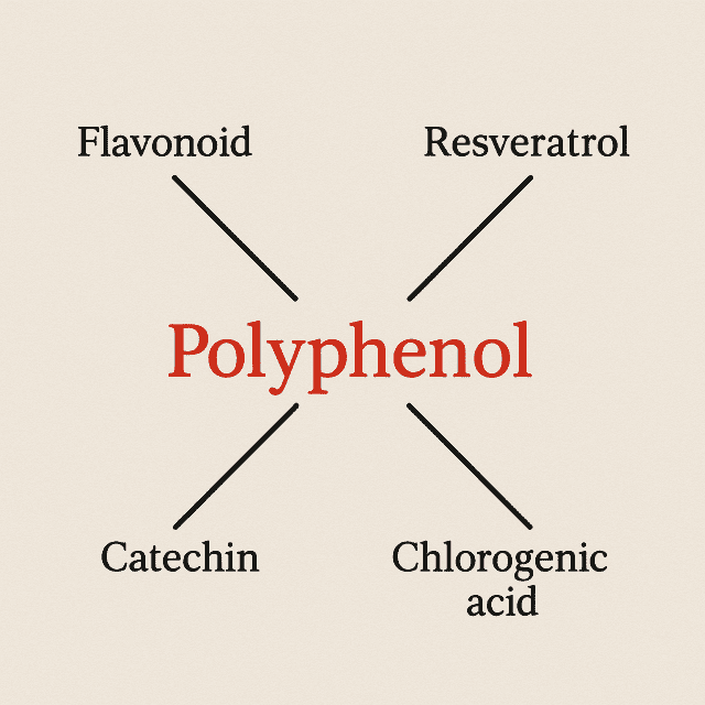 폴리페놀의 종류와 특징