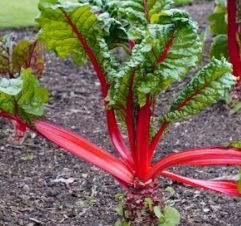근대 효능과 부작용 나물 먹는법 고르는법 칼로리