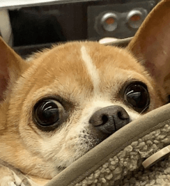 눈망울이-검은-황색-강아지가-바라보는-모습