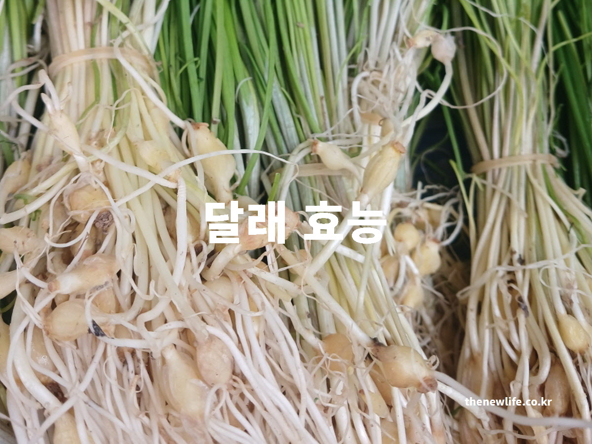 달래 효능을 설명하는 대표 실사진