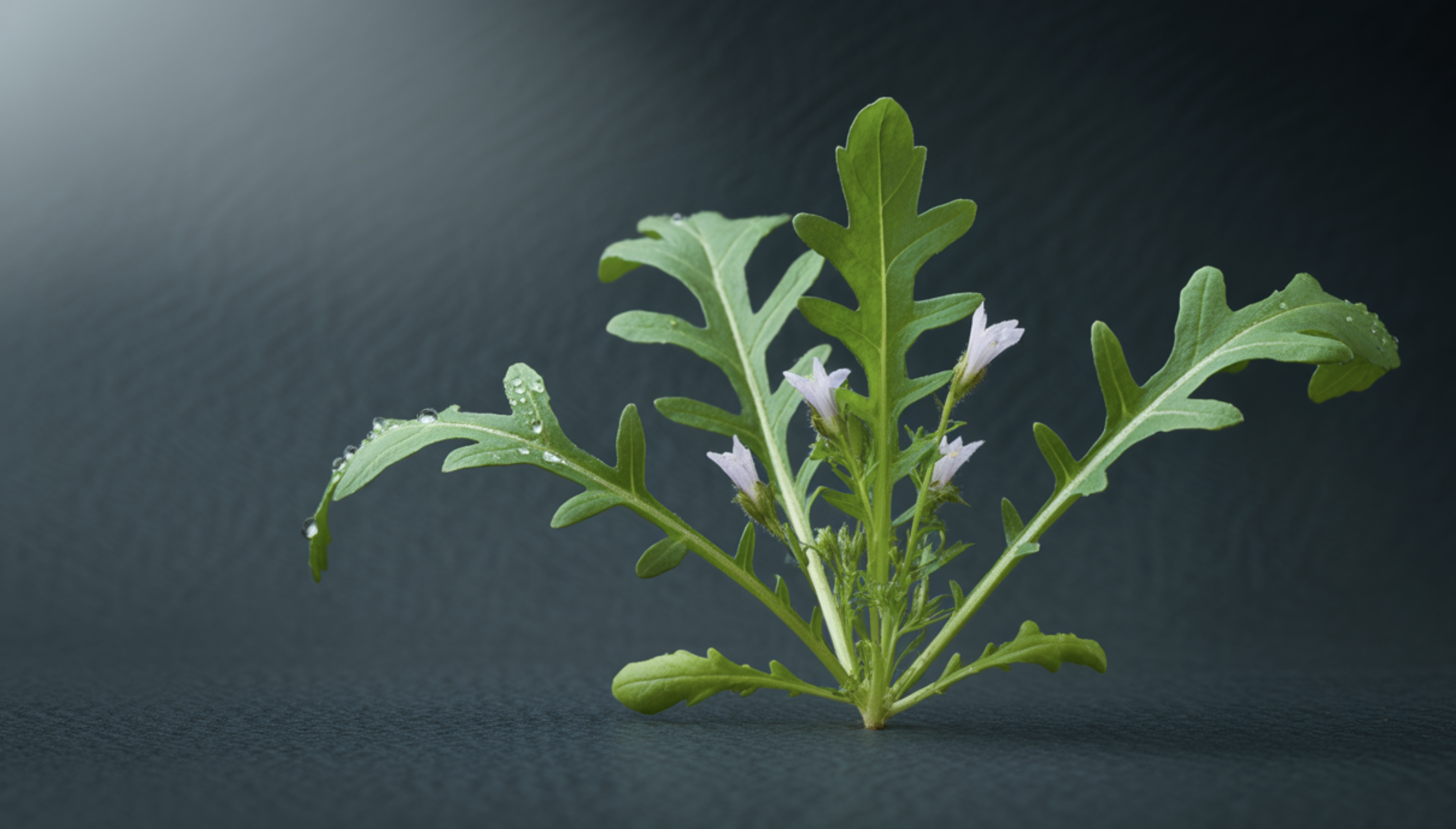 루꼴라모종, 씨앗 파종과 장단점 완벽 비교