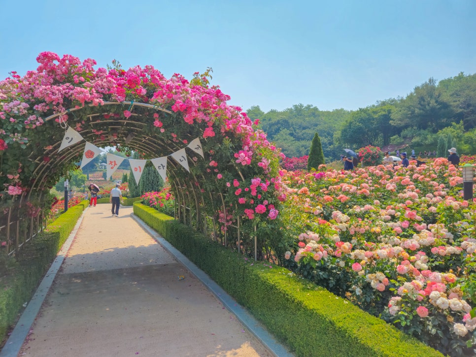 백만송이 장미축제
