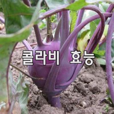 콜라비 효능