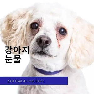 강아지 눈물 냄새