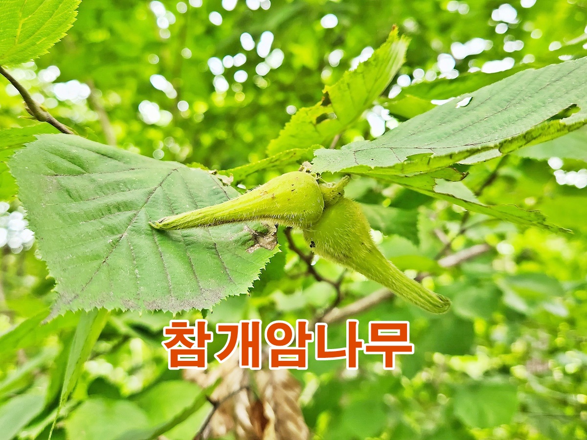 참개암나무