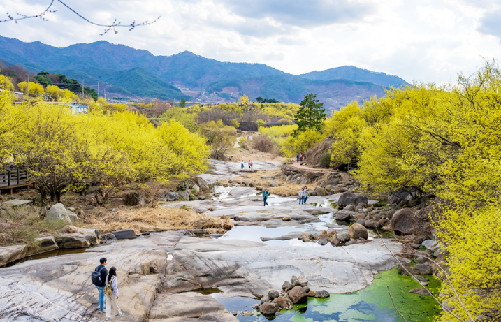 구례 산수유마을