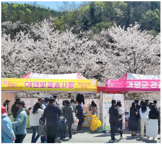 가평 벚꽃명소 에덴벚꽃길 벚꽃축제