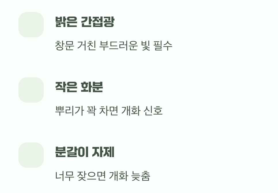 햇빛과 비좁은 화분의 비밀
