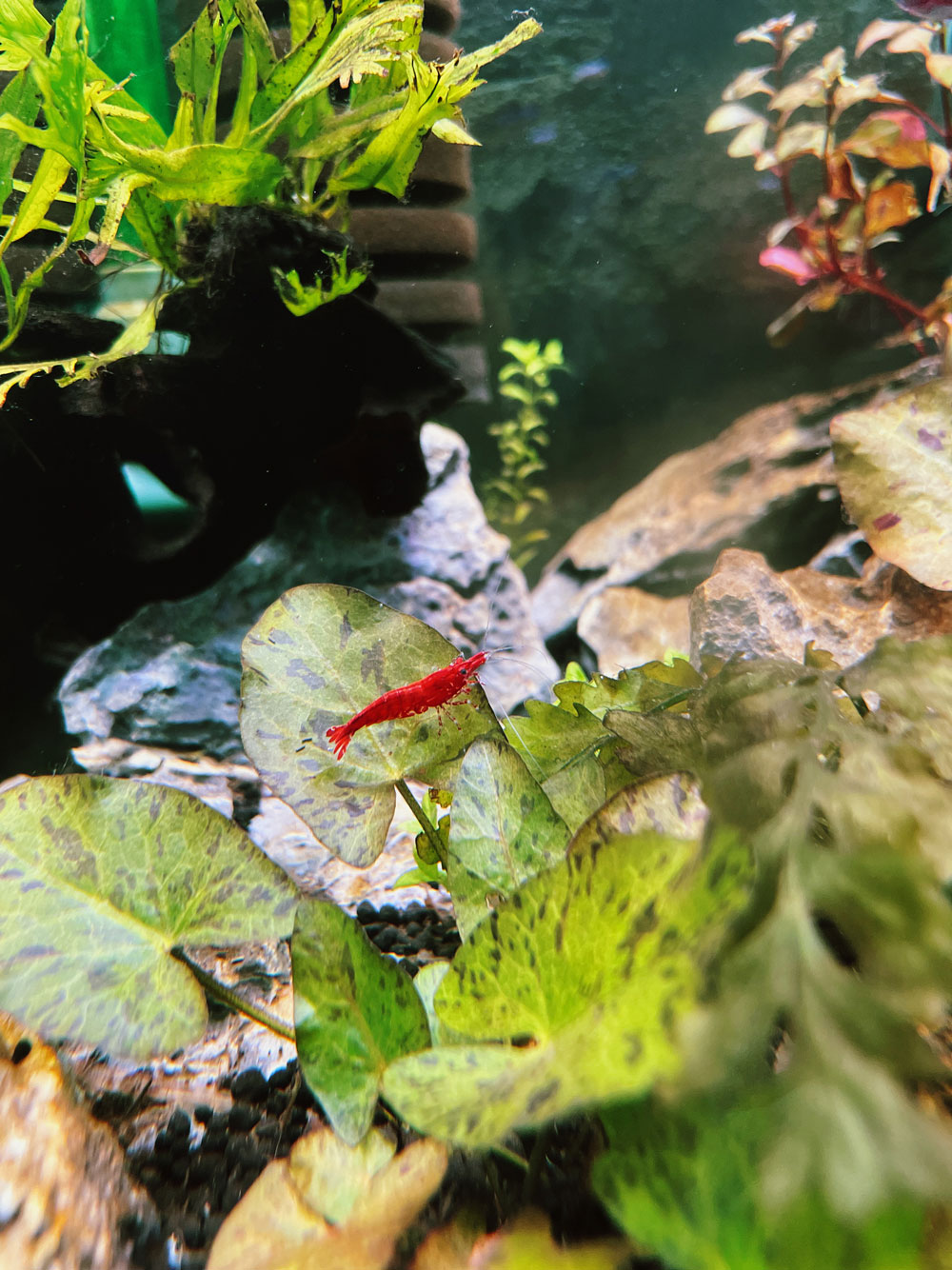체리새우 클로즈업