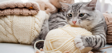 털실을 가지고 노는 고양이.