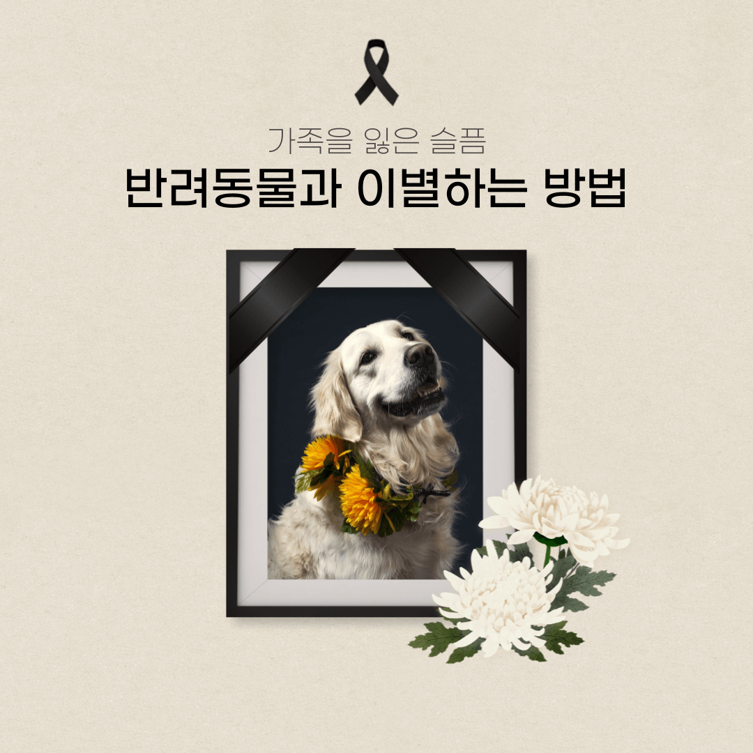 반려동물무지개다리