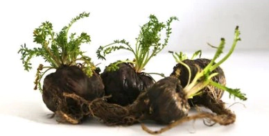 블랙마카 효능 부작용