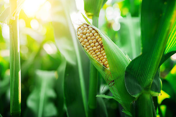 초당옥수수 효능과 칼로리, 당뇨병 있는 사람들은 초당옥수수를 먹어도 될까? 보관법과 섭취 시 주의사항까지 숙지하시기 바랍니다! 맛있게 먹자구요!