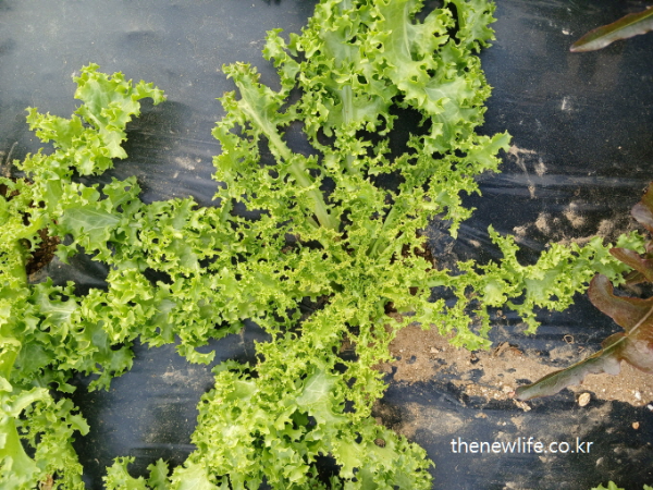 Top view of frilly leaf lettuce with curly and decorative leaves-장식처럼 곱게 말린 잎이 특징인 프릴리프 상추 상단 모습