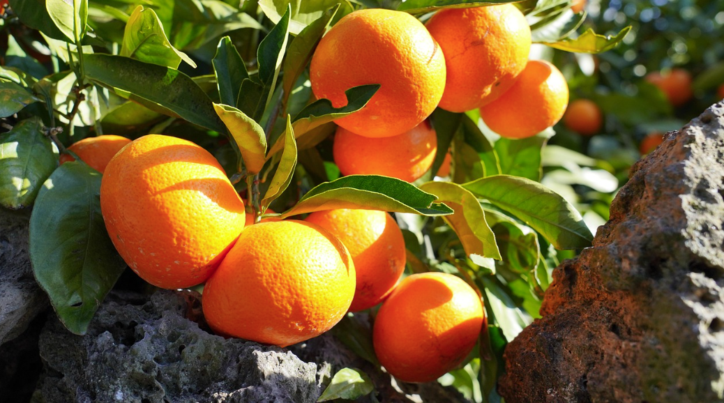 봄철 가족 여행지 (국내, 꽃구경, 추천) 관련사진