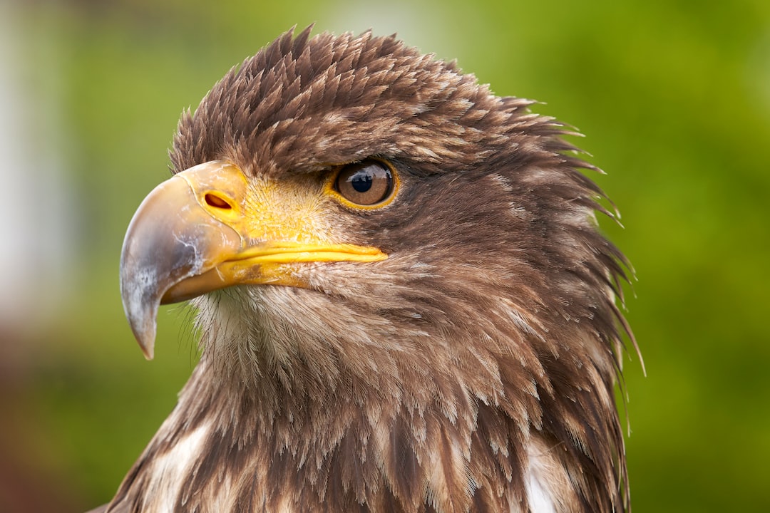 Hanwha Eagles