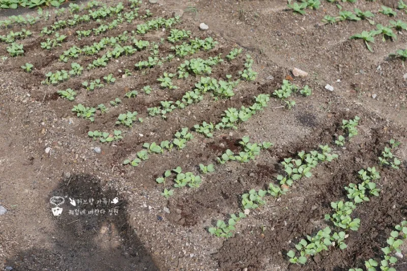 알타리무 파종시기 핵심 포인트_2