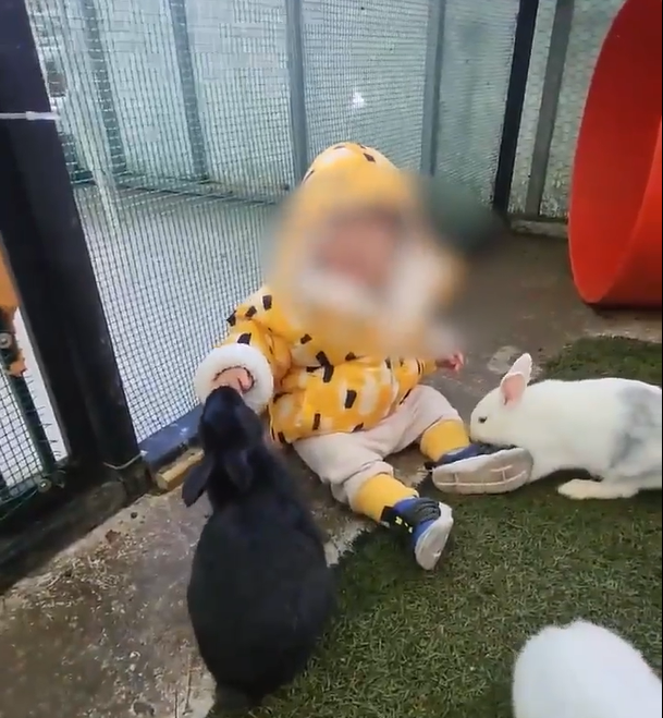 아이가 한 동물원에서 토끼에게 손가락이 절단 당시의 모습