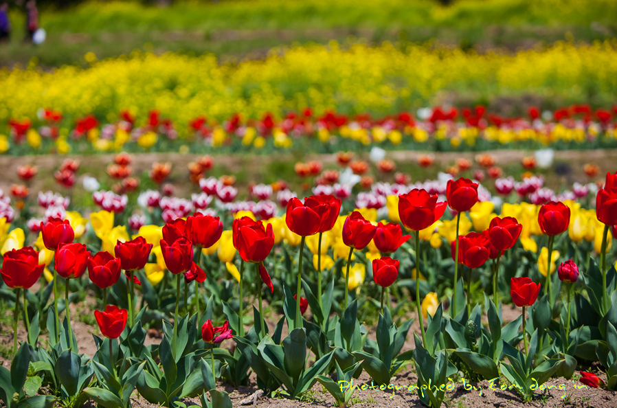 남해-장평지-사진4
