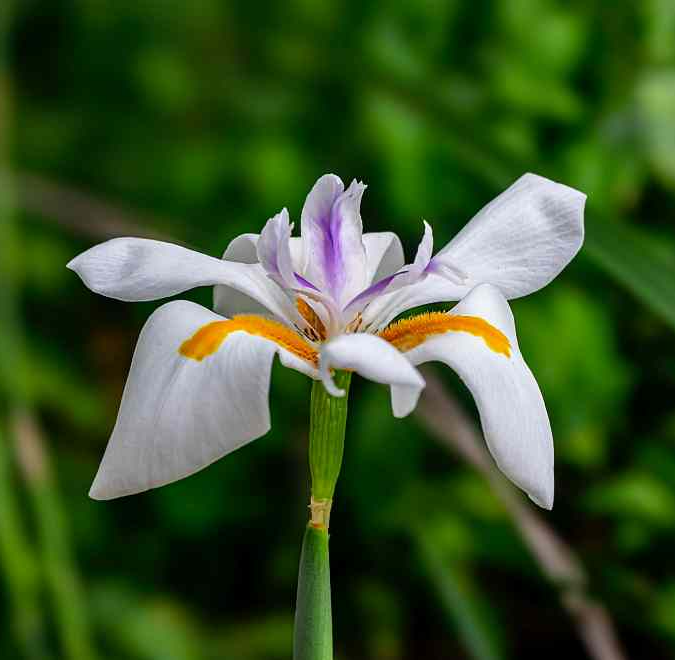 서울창포원 사계축제 꽃 기억해