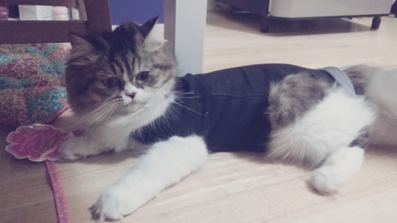 레깅스로 만든 환묘복을 입은 로제(페르시안 고양이)