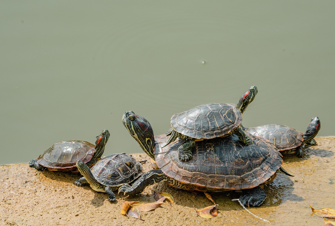 크기별 거북이 꿈 해석 - 큰 것일수록 큰 성공
