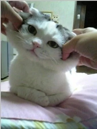 작은고양이 쪼꼬미 냥이 매력 탐구 귀여움 분석_29