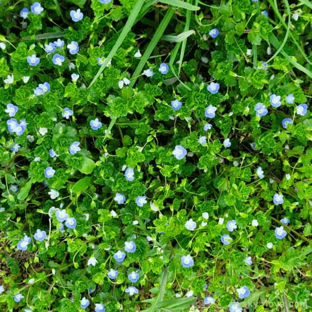 봄까치꽃(큰개불알풀)