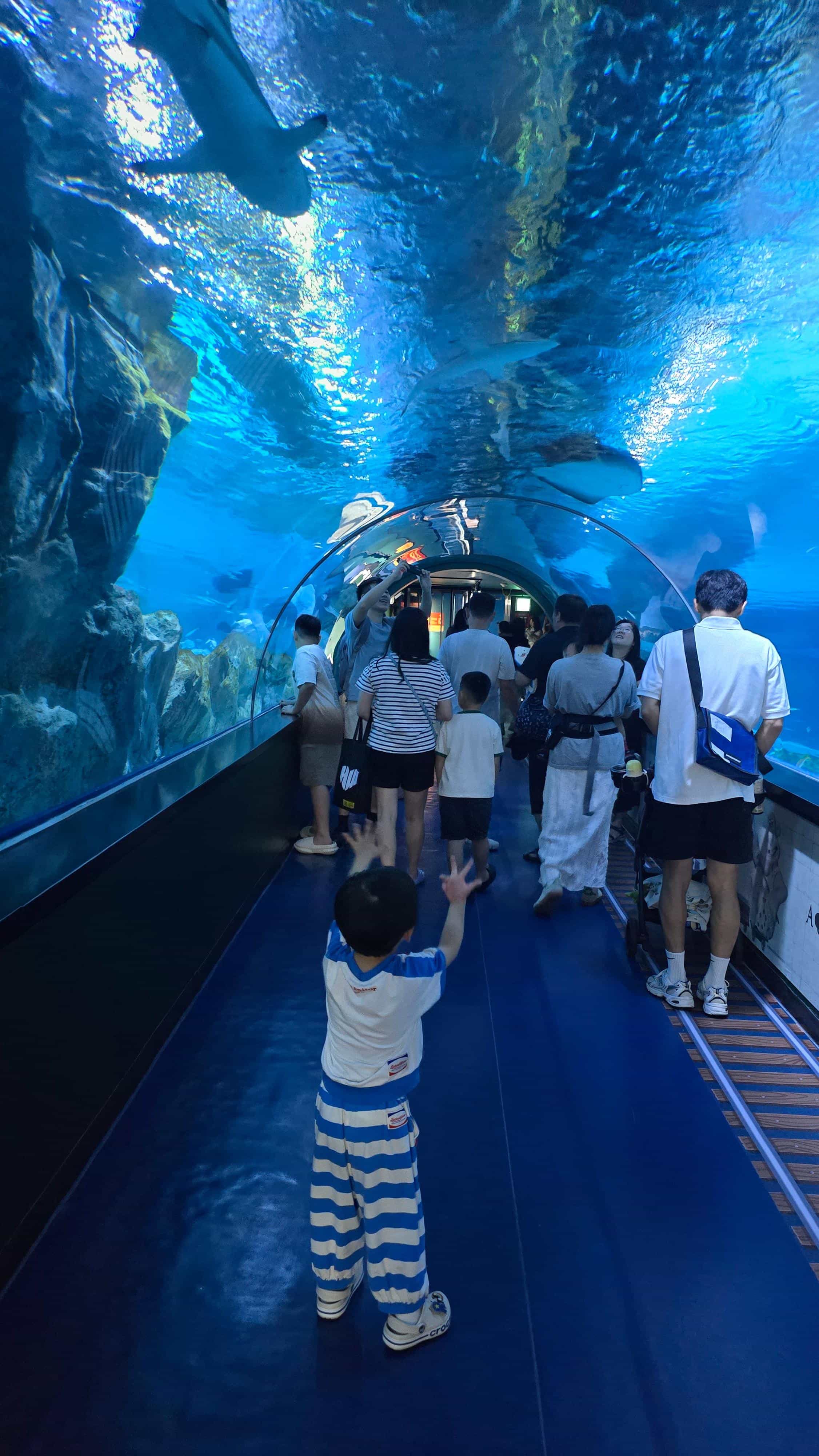 코엑스아쿠아리움 수족관 앞 아이의 모습-4