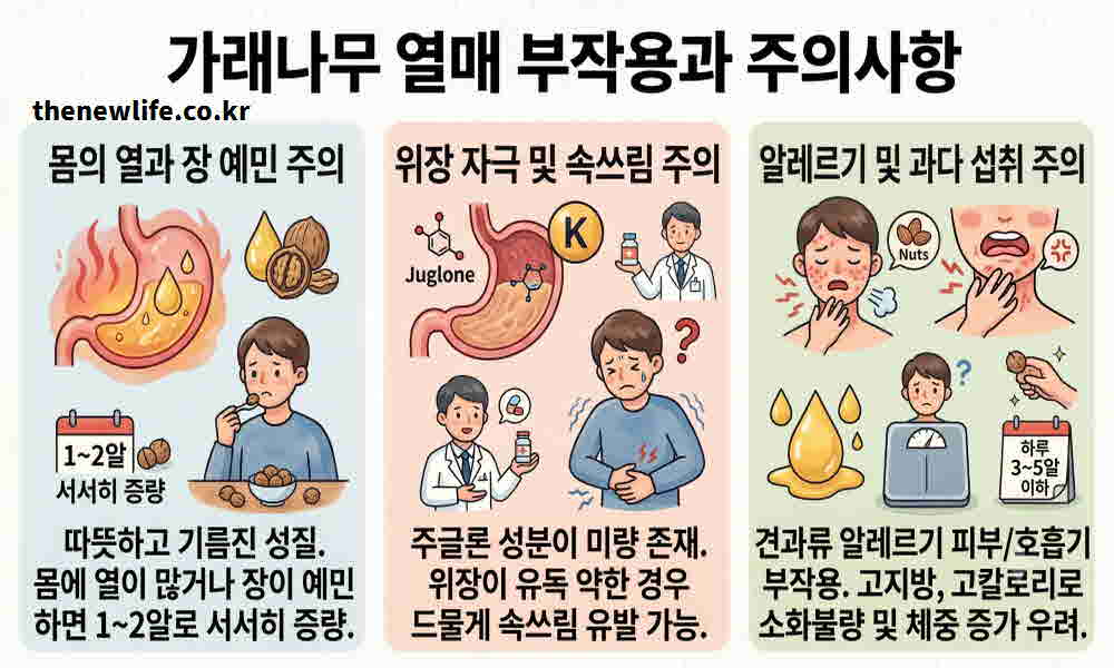 가래나무 열매 효능 부작용