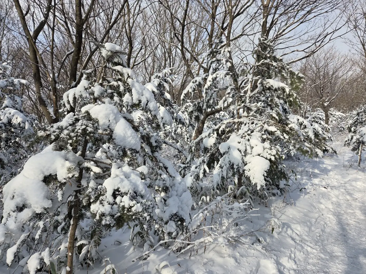 눈 덮인 선자령 겨울 산길
